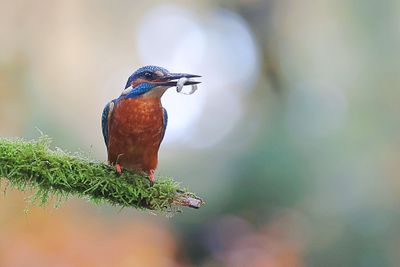 IJsvogel (Common Kingfisher)