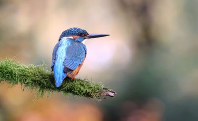 IJsvogel (Common Kingfisher)