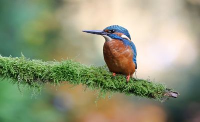 IJsvogel (Common Kingfisher)