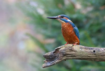 IJsvogel (Common Kingfisher)