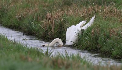 Knobbelzwaan (Mute Swan)