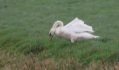 Knobbelzwaan (Mute Swan)