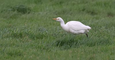 Koereiger (Western Cattle Egret)