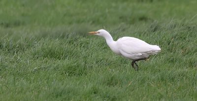 Koereiger (Western Cattle Egret)