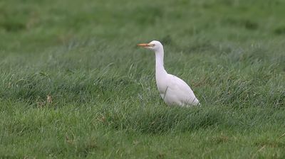 Koereiger (Western Cattle Egret)
