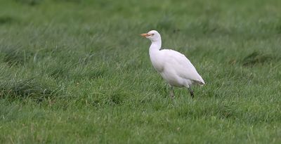 Koereiger (Western Cattle Egret)