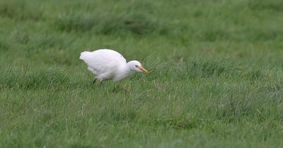 Koereiger (Western Cattle Egret)