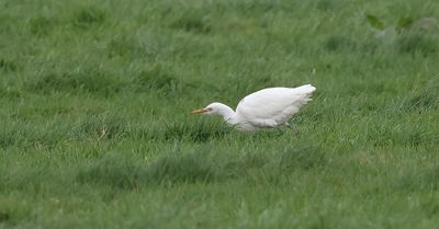 Koereiger (Western Cattle Egret)