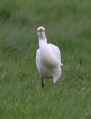 Koereiger (Western Cattle Egret)