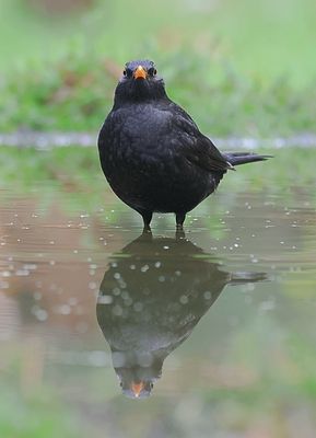 Merel (Common Blackbird)