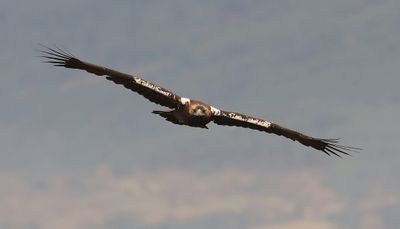 Spaanse Keizerarend (Spanish Imperial Eagle)