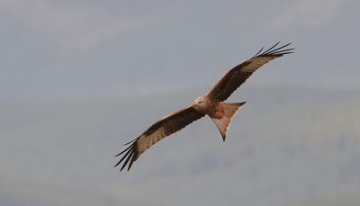 Rode Wouw (Red Kite)