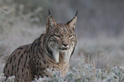 Pardellynx (Iberian Lynx)