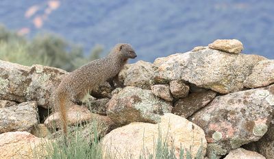 Mangoest (Egyptian Mongoose)