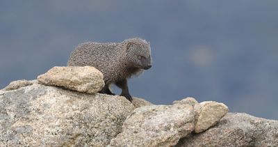 Mangoest (Egyptian Mongoose)