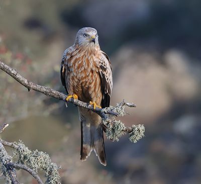 Rode Wouw (Red Kite)