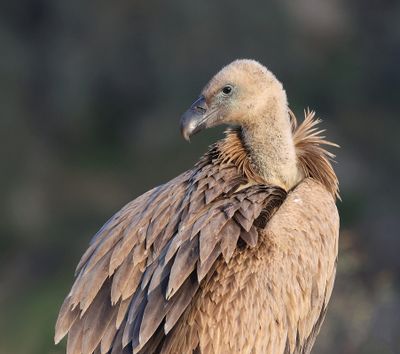 Vale Gier (Griffon Vulture)