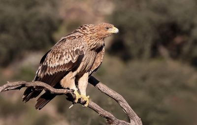 Spaanse Keizerarend (Spanish Imperial Eagle)