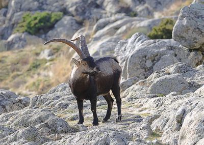Spaanse- of Iberische Steenbok (Iberian Ibex)