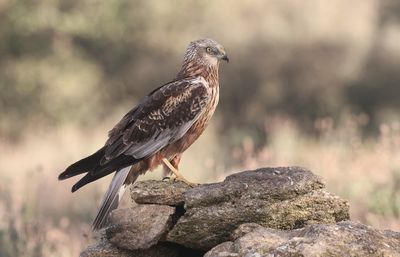 Bruine Kiekendief (Marsh Harrier)