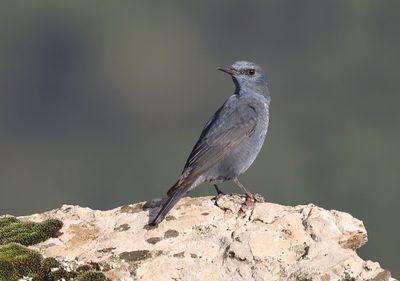 Blauwe Rotslijster (Blue Rock Thrush)