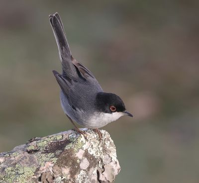 Kleine Zwartkop (Sardinian Warbler)