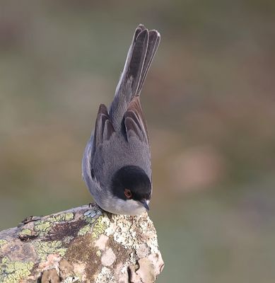 Kleine Zwartkop (Sardinian Warbler)
