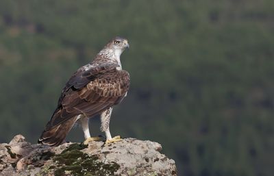 Havikarend (Bonelli's Eagle)