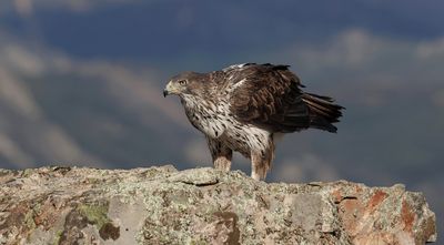 Havikarend (Bonelli's Eagle)