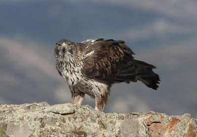 Havikarend (Bonelli's Eagle)