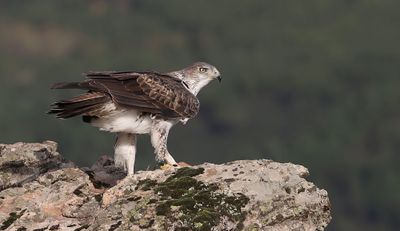 Havikarend (Bonelli's Eagle)