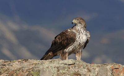 Havikarend (Bonelli's Eagle)