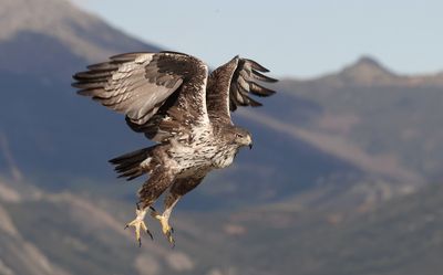 Havikarend (Bonelli's Eagle)