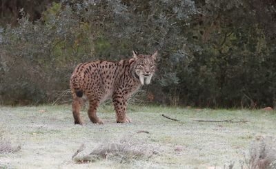 Pardellynx (Iberian Lynx)