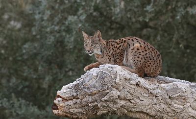 Pardellynx (Iberian Lynx)