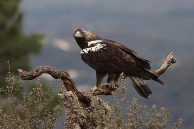 Spaanse Keizerarend (Spanish Imperial Eagle)