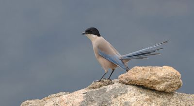 Blauwe Ekster (Iberian Magpie)
