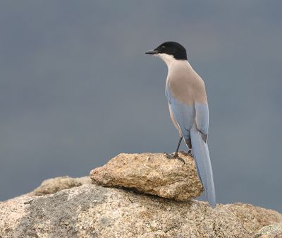 Blauwe Ekster (Iberian Magpie)