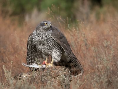 Havik (Northern Goshawk)