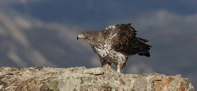 Havikarend (Bonelli's Eagle)