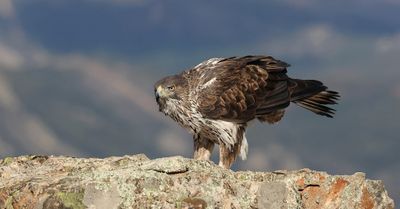 Havikarend (Bonelli's Eagle)