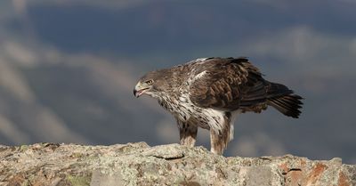 Havikarend (Bonelli's Eagle)