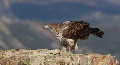 Havikarend (Bonelli's Eagle)