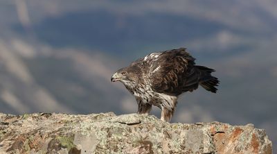 Havikarend (Bonelli's Eagle)
