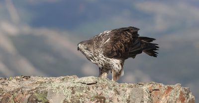 Havikarend (Bonelli's Eagle)