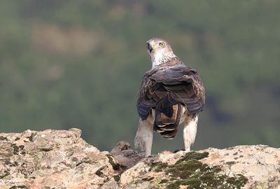 Havikarend (Bonelli's Eagle)