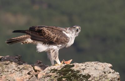 Havikarend (Bonelli's Eagle)