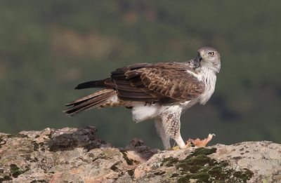 Havikarend (Bonelli's Eagle)
