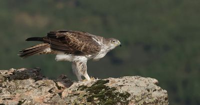 Havikarend (Bonelli's Eagle)