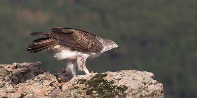 Havikarend (Bonelli's Eagle)
